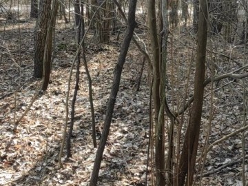 Działania w ramach czynnej ochrony pełnika europejskiego w PPK., 